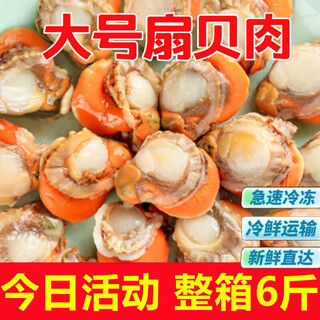 Extra large scallop meat fresh frozen scallops shellfish seafood scallops seafood aquatic products 5jin jin is equal to 0.5kg large scallop meat