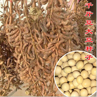 Thousand jin jin is equal to 0.5 kilograms of soybean seeds. farmers grow high-protein soybean seeds in large fields. soybean seeds. bawangbian 5 jin jin is equal to 0.5 kilograms.