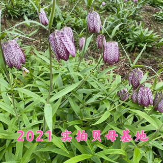 Fritillary bulbs, hubei fritillary seedlings, sichuan fritillary seedlings, chinese medicinal fritillary bulbs, fritillaria seedlings 5 pieces