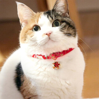 Huanpet.com cat collar cat bell dog pet young medium cat dog collar necklace decoration supplies red