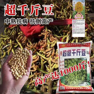 Fresh wood newly planted thousand jin jin is equal to 0.5 kg, soybean seeds, early soybean seeds, farmers' self-sown soybean seeds, extra large, high yield, early maturity, disease resistance, soybean seeds 500g