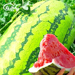 Shouhe lazy man watermelon seed lazy man king melon extra large spring no pruning lazy man fruit seedling southern sweet qishan sweet no. 8 lazy man watermelon seed 50 capsules 3
