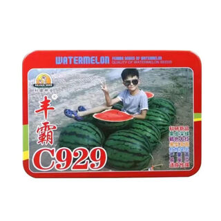 Fengba c929 watermelon seed round melon with thin skin, super sweet, medium and late maturity, high yield and disease resistance base, special for fengba c929 one can (50g)
