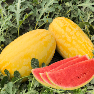 Long-cultivation, early-maturing golden beauty watermelon seeds, southern spring and four seasons yellow-skinned, red-fleshed watermelon seeds, balcony potted fruit seeds, golden beauty watermelon 1g