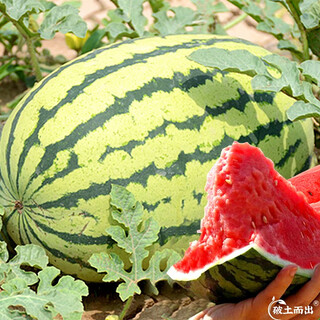 Dayu lazy man watermelon seed seedlings extra large suitable for early maturing lazy people in the south 8424 kirin melon meidu seedless fruits and vegetables lazy man watermelon seeds about 50 particles 2 bags free of marking