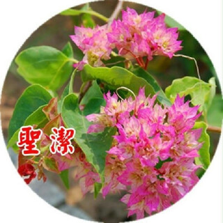 Bougainvillea seeds bougainvillea seeds bougainvillea flower seeds bougainvillea flower seeds potted four seasons eight holy 100 capsules