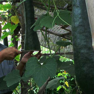 Qingyi xuanmi ben pumpkin seeds high yield sweet noodle giant cream chestnut pumpkin golden hook pumpkin field planted vegetable seed original packaging black skin melon