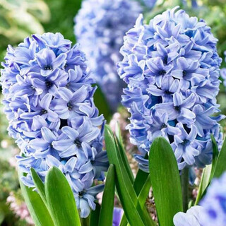 Zuojia garden imported 3 large hyacinth seed bulbs for hydroponics in the office, soil culture potted plants with winter blooms, easy to grow for novices, devlan 3 bulbs, circumference 16-17cm