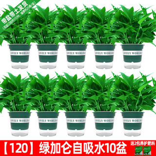 Green intentional potted potted indoor plants, flowers, green plants, hydroponics, long vines, hanging large leaves, green baskets for new homes, new homes, formaldehyde removal, 120 green gallons, water-absorbing pothos, 10 pots + pot + 10 fertilizer, shipped with pots and soil