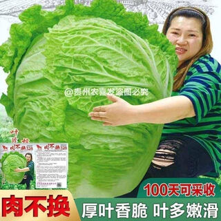 38 jin jin is equal to 0.5 kg. overwintering chinese cabbage seeds shandong chinese cabbage seeds. chinese cabbage seeds are disease-resistant and high-yielding. leafy cabbage. original 5 packs (about 5000 grains) + songpin. 38 jin jin is equal to 0.5 kg. winter storage chinese cabbage seeds.