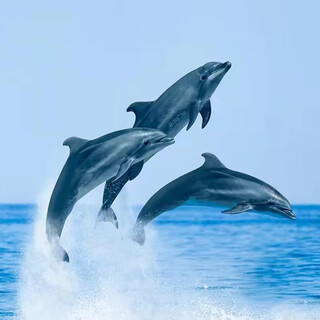 Bali surabaya indonesia / saiwu falls / mount bromo + mount ijen / rowena dolphin chasing + water temple / penida snorkeling 5 days and 4 nights group tour bali august