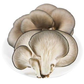 Fangshan oyster mushroom 300g