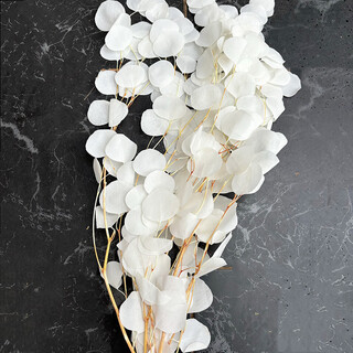 永生苹果桉圆叶尤加利真花室内装修装饰摆件北欧风云南永生花 白色(漂色50-70cm约100g一束