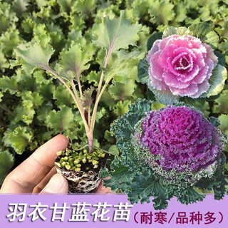 Vegetable seedlings suitable for autumn planting in all seasons, easy-to-live leeks for autumn sowing, cold-resistant baby cabbage, blue kale, pepper seedlings, 10 purple kale seedlings + fertilizer