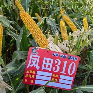 Недавно посаженные семена кукурузы fengtian 310 (фиолетовые и длинные початки) устойчивы к полеганию, болезням, устойчивости к початкам, хорошей урожайности и высокой урожайности. Недавно посаженный fengtian 310 5500 зерен x1 мешок + упаковка