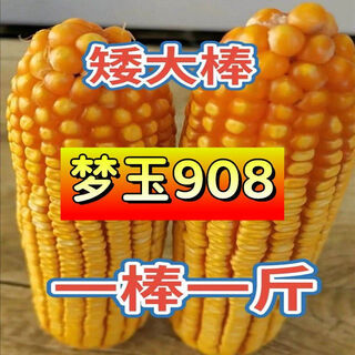 Семена кукурузы оптом, высокая урожайность, национальное одобрение, короткие большие палки, устойчивы к болезням, вредителям, засухе и наводнениям, роговые конские зубы, dongdan mengyu 9088jin jin, равный 0,5 кг.