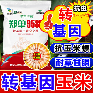 Strong man zheng dan 958d genetically modified corn seed collection, short stem, lodging resistance, disease resistance, hard horse tooth stick standard, genetically modified, about 3 jin jin is equal to 0.5 kilograms