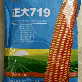 
Valley Real Big 719 hybrid corn seeds resistant to inverted low pole ear long hybrid corn Bulk one Jin [Jin equals 0.5 kg]