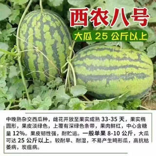 8424 authentic grafted seedlings with soil and seedless midu kirin early mature seedlings watermelon seedlings xinong no. 8 watermelon seedlings buy 10+10 real hair 20 plants + fertilizer