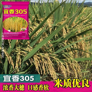 Семена риса yixiang 305, сильный аромат, длиннозерный ароматный рис, одобренный на национальном уровне гибридный рис, высококачественный рис, вкусный, ароматный и мягкий 1. Оригинальный пакет yixiang 305 (500 г)