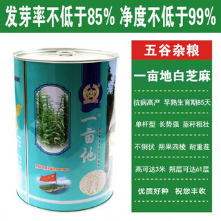 New aerospace shenzhi king white sesame seed resistant to repeated cropping, high oil and high yield sesame seed, dwarf stem capsule, eight-length field, one acre, 500g barrel, high oil white sesame