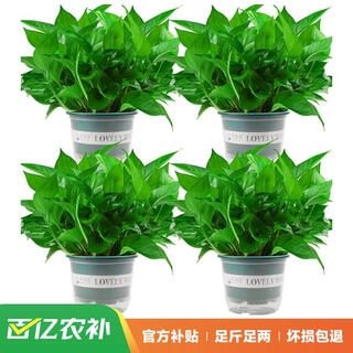 Shuangmeng green radish potted formaldehyde-removing flowers and green plants office new house air purification 180 gallons 4 pots straight from the source