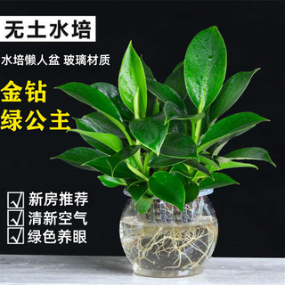 Green intentional gold diamond potted plants hydroponic green plants flowers and succulents for the office to absorb formaldehyde platinum diamond green princess gold diamond 25cm 3 plants (winter melon bottle) + nutrient solution with pot