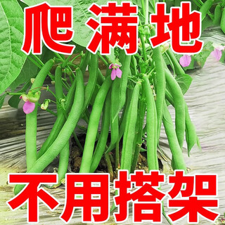They grow as soon as they are picked. no-frame green bean seeds. gluten-free bean seeds do not require a frame. spring and autumn heat-resistant and cold-resistant rapeseed. no-frame kidney bean seeds. the best seeds are about 36 in a pack.