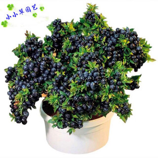 Fruit seeds highbush blueberry shrub fruit seeds dwarf blueberry seeds can be planted nationwide in the south and north dwarf blueberry seeds/30 capsules