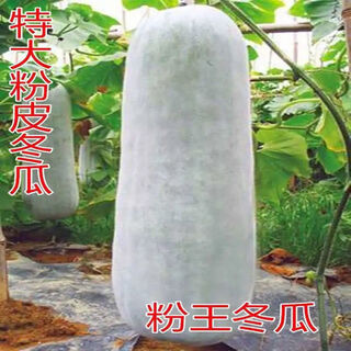 Pink-skinned giant winter melon seeds, extra-large pink-skinned winter melon seeds, pink-skinned giant winter melons, black-skinned giant large winter melons, pink-skinned giant winter melon seeds, common winter melons in rural areas, selected 22 capsules + fertilizer