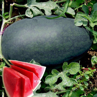 Dayu lazy man watermelon seed seedlings extra large suitable for early maturing lazy man in the south 8424 kirin melon meidu seedless fruits and vegetables big fruit black beauty watermelon seeds 20 capsules 4-6kg