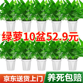 Shuangmeng green radish potted formaldehyde-removing flowers and green plants office new house air purification 120 diamond-shaped 10 pots straight from the source