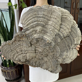 Ganoderma lucidum flat cover ganoderma lucidum changbai mountain tree tongue pruned ganoderma lucidum tea powder free sliced spore powder flat cover ganoderma lucidum 1 flower/single weight 10jin jin equals 0.5kg