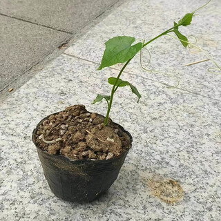 Kludong 24 tianzhu mountain new seedlings trichosanthes melon seedlings no. 9 seedlings no. 20 melon seedlings root seedlings chinese medicinal materials hanging melon seed seedlings gualou seedlings no. 20 live seedlings 5