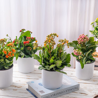 Health and longevity 1 pot of longevity flower in random colors