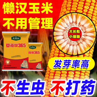 Полная коллекция крепких семян кукурузы, высокая урожайность, короткие стебли, устойчивы к полеганию, засухе и переувлажнению, не плесневеют, крупные твердые стебли, быстрое обезвоживание, стандарты Академии сельскохозяйственных наук, национальное одобрение Дэнхай, около 4200 зерен.