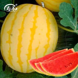 Shouhe yellow skin red flesh watermelon seeds four seasons red beauty yellow skin red flesh watermelon seeds 100 capsules 2