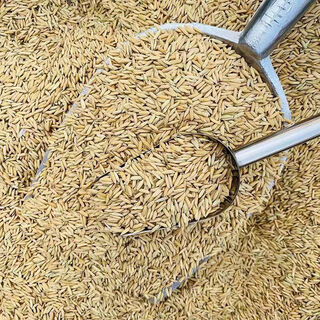 Sumi grows rice 50jin jin is equal to 0.5kg feed chickens, ducks, geese and pigeons cheap wholesale 25kg farmers grow rice with shell millet rice fine fine grow rice