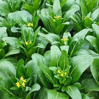 Guangdong beet heart seeds, four seasons beet heart seeds, thick strips of green vegetables, spring vegetable seeds, green beet heart seeds, 1 pack, 1000 capsules