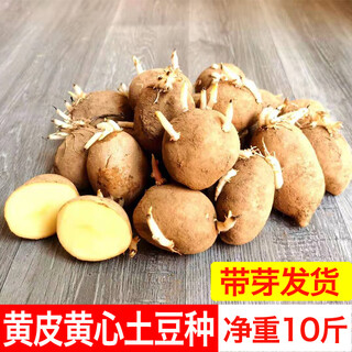 Wangyuanxing potato seeds with buds, high yield, yellow skin, yellow heart potato seeds, shandong potato seeds, potato seeds, dutch potato seeds 2500g