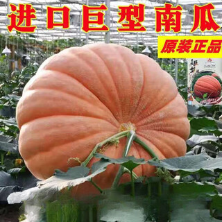 Shouguang eighth generation american giant pumpkin seeds extra large extra large special ornamental space vegetable larvae large pumpkin seeds 20 original