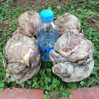 Li xin narcissus flower king authentic zhangzhou narcissus large bulb flower head suitable for carving hydroponic new year flowers