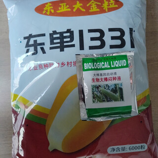 The latest approved dongdan 1331d double-resistant corn seeds are rust-resistant, non-bald and tip-resistant, ear rot-resistant and high-temperature resistant. dongdan 1331 big gold grain is a truly upgraded version.