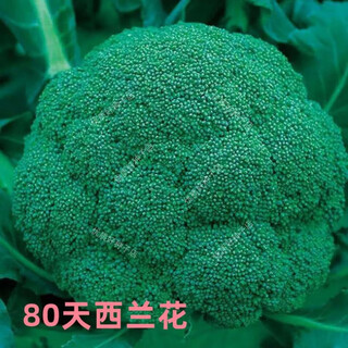 Broccoli seeds broccoli seeds loose cauliflower seeds cauliflower green cauliflower seeds four seasons vegetables original broccoli seeds 1 bag (about 300 pieces