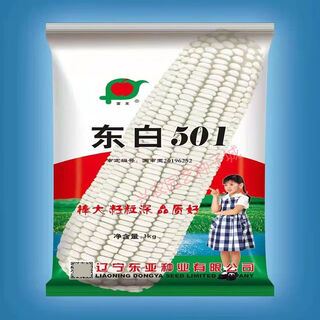 Dongbai 501 graine de maïs blanc à gros bâton nord-sud rendement stable semis de printemps hybrides semis d'été aliments pour céréales à maturation précoce dongbai 501 original 1 paquet 2 jin jin égal à 0,5 kg