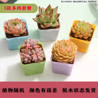 Baichaosheng succulent plant succulent selection random package non-duplicate balcony office balcony indoor high-end varieties hot style 3 succulents + 3 color pots + nutritious soil