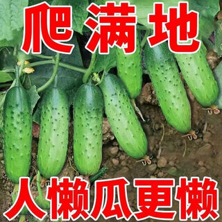 No scaffolding, fruit cucumber seeds crawling all over the floor, four-season courtyard balcony potted cucumber seeds, vegetable seeds, original, fruit cucumber seeds crawling all over the floor, selected, one pack, about 55 grains + song fertilizer