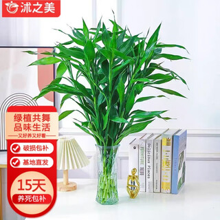 Suzhimei lucky bamboo hydroponic green plant small lucky bamboo 60-70cm 10 count + 30 hexagonal bottles bamboo leaf style straight from the source