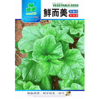 Winter vegetable seeds, winter amaranth, eastern han cuisine, water chestnuts, high calcium vegetables, sichuan autumn and winter potted garden vegetable seeds, fresh and beautiful winter vegetable seeds, 10 grams, about 2,000 pieces