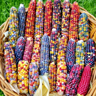 Colorful glazed corn seeds, blood-streaked corn, cultural gemstones, corn ornamental corn seed pendants, accessories, bodhi, colorful corn seeds, randomly mixed colors, 20 grains*3 packs